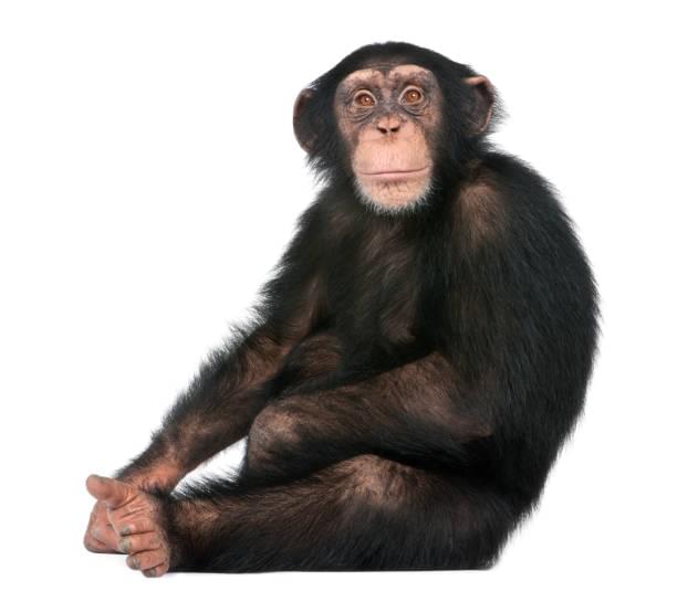 chimpanzees